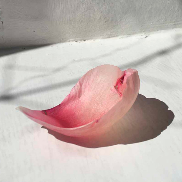 rose-silence