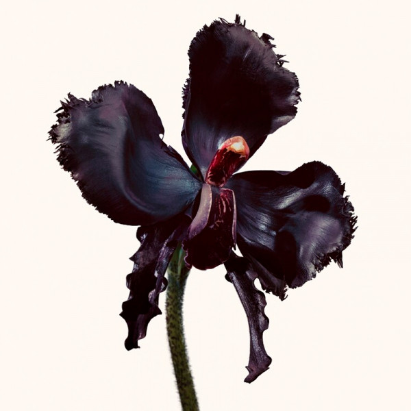 black-orchid-reserve