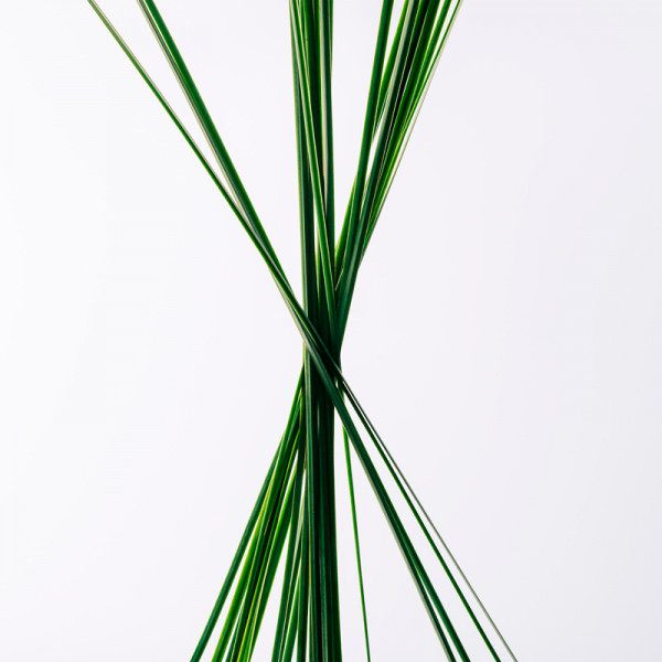 loewe-essence-eau-de-toilette-coffret