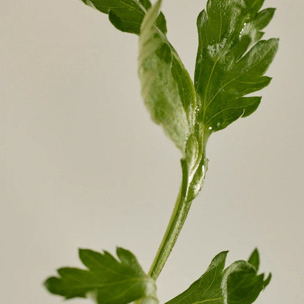 matte-sun-stick-mugwortcamellia-spf-50-pa-baton-de-protection-faciale