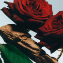 velvet-rose-oud-kroppsspray