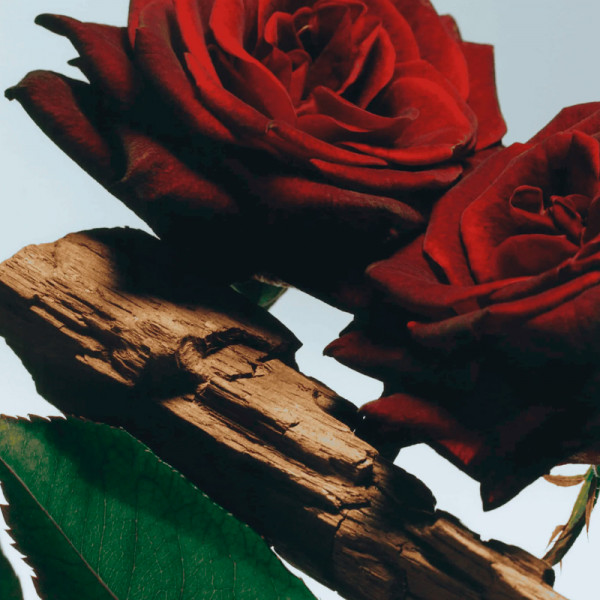 velvet-rose-oud-spray-per-il-corpo