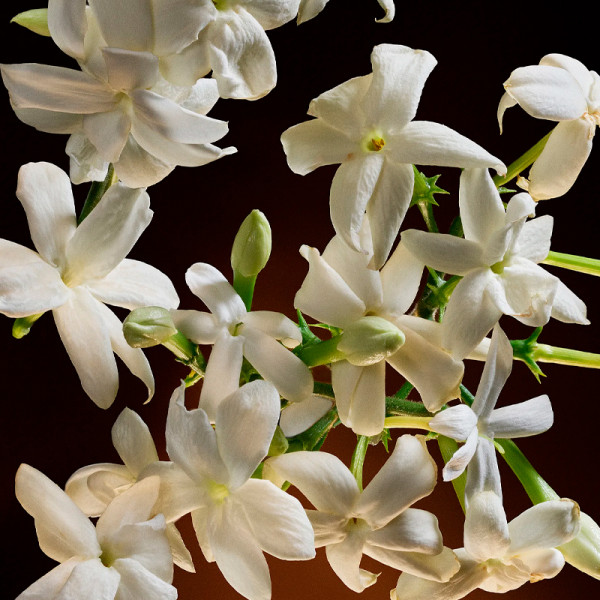 the-one-intense-eau-de-parfum