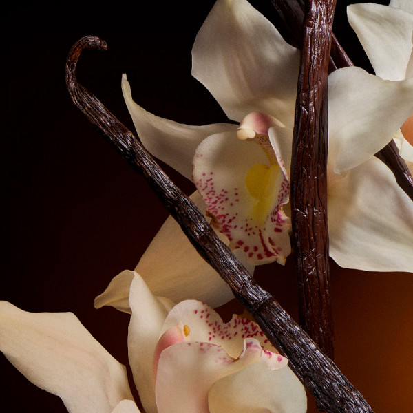 the-one-intense-eau-de-parfum