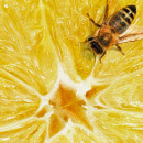 italian-citrus