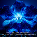 orchidee-imperiale-den-latta-kramen-for-lang-hallbarhet