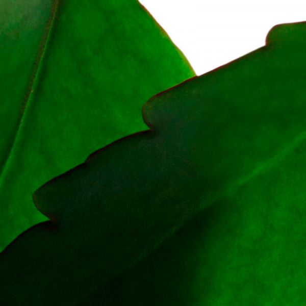 fresh-scrub-exfoliante-refrescante-en-crema