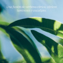 le-savon-verveine-sapone-liquido-per-mani-e-corpo-alla-verbena
