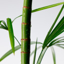 mighty-bamboo-panthenol-cream-intensive-repair-cream