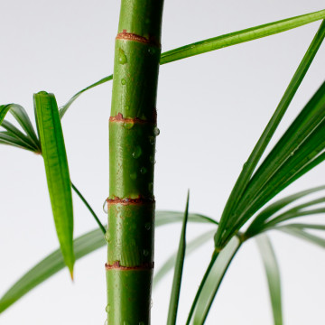 mighty-bamboo-panthenol-cream-crema-reparacion-intensiva