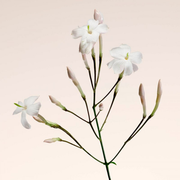 oud-nacre