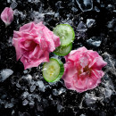 roses-on-ice