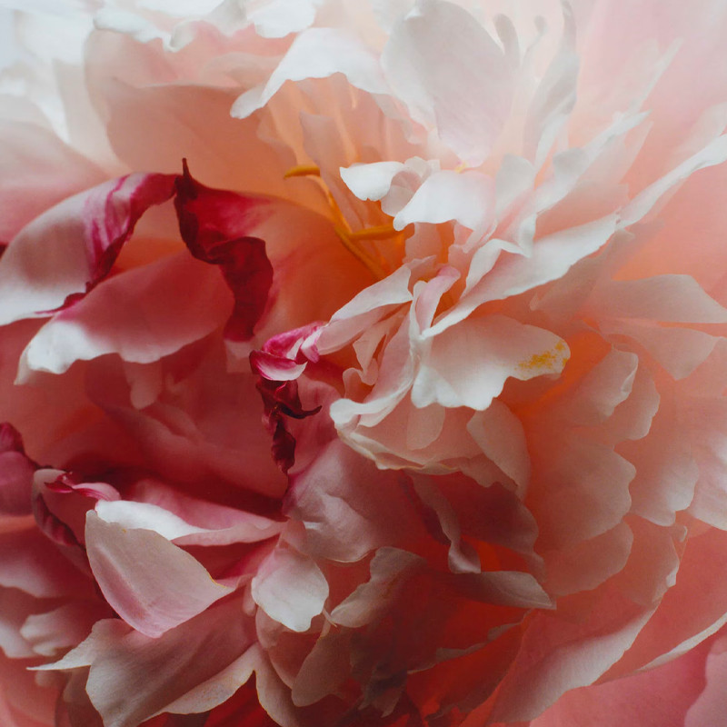 Jo Malone London Peony Blush Suede Cologne Eau de Cologne Jo Malone 2026 Eau de Cologne – imagen 2