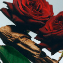 velvet-rose-oud-cologne-intense