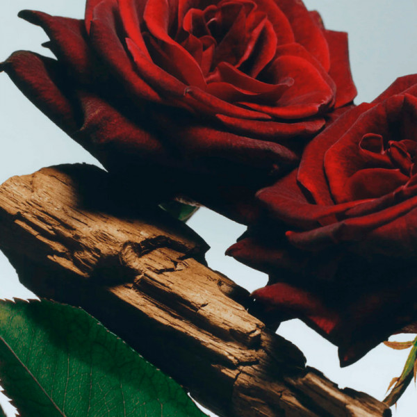 velvet-rose-oud-cologne-intense