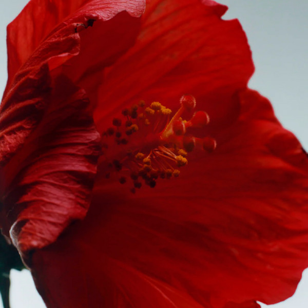 red-hibiscus-cologne-intense
