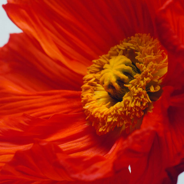 scarlet-poppy-cologne-intense