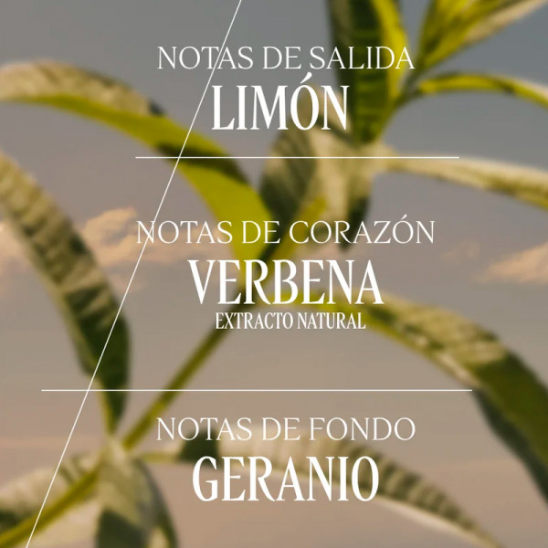 verveine