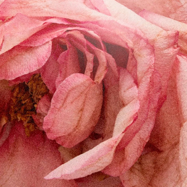 rose-atlantic