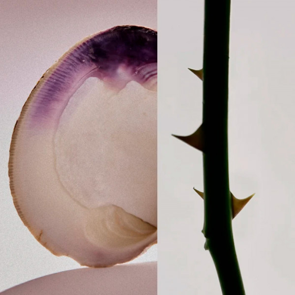 rose-atlantic