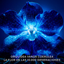 orchidee-imperiale-il-concentrato-di-longevita