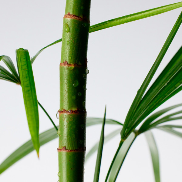mighty-bamboo-panthenol-cleanser-nettoyant-visage