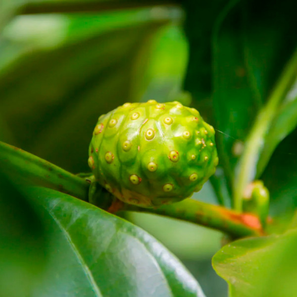 the-real-noni-energy-repair-cream-crema-facial-reparadora-revitalizante