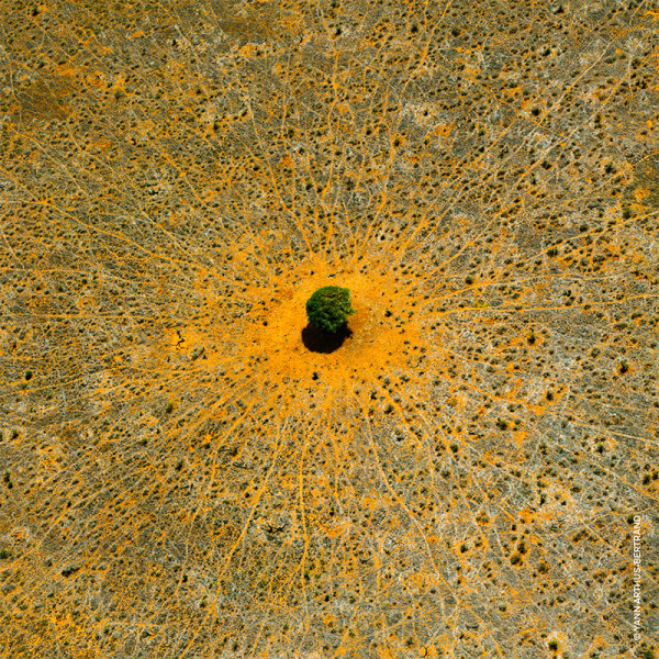 aqua-allegoria-mandarine-basilic