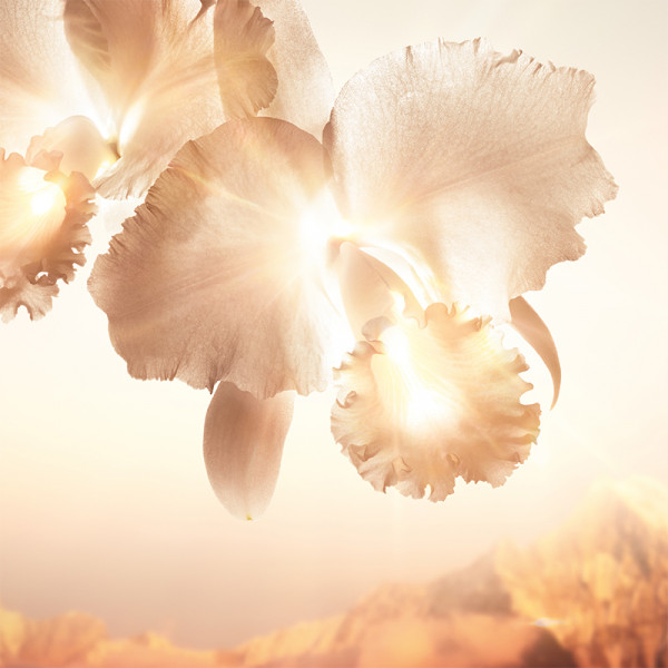 Orchidée Impériale Gold Nobile La Crema