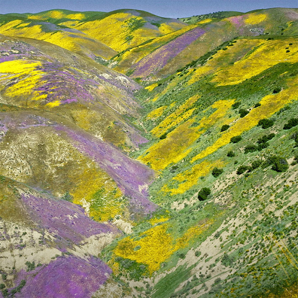 Aqua Allegoria Florabloom