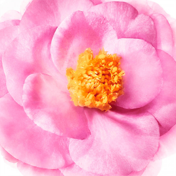 Champú Brillo Sublime Hair Prodigieux