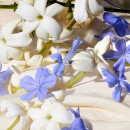 Dolce Blue Jasmine