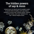 sap-moss-shampooing-hydratant-leger