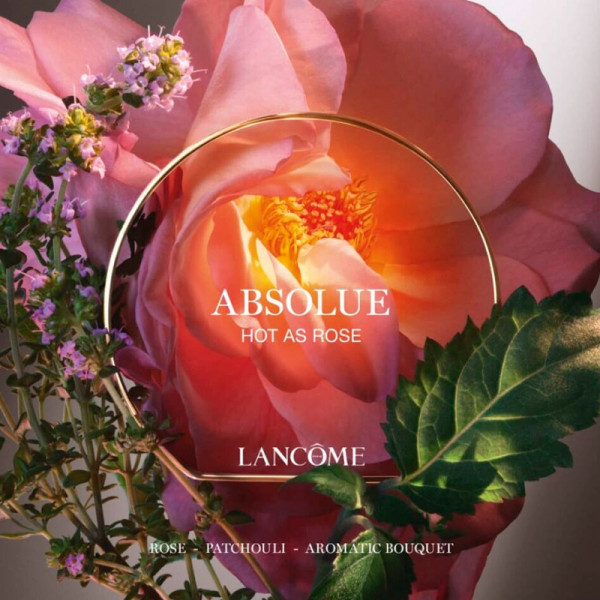 absolue-hot-a-rose