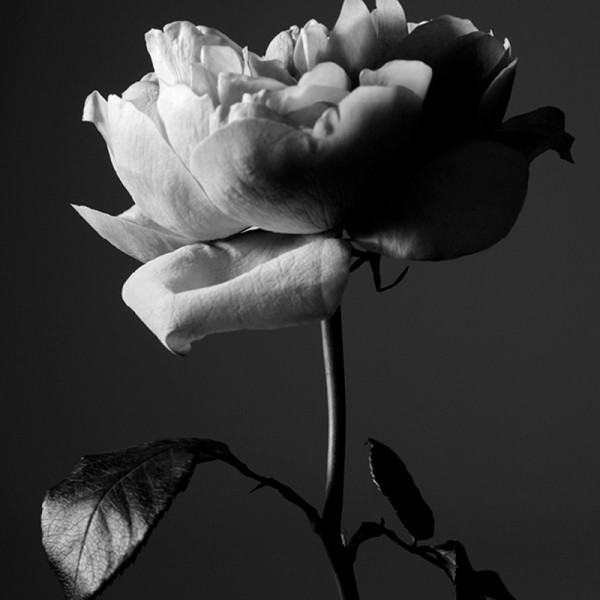 portrait-of-a-lady-edicion-limitada-aniversario-15-anos portrait-of-a-lady-edicion-limitada-aniversario-15-anos