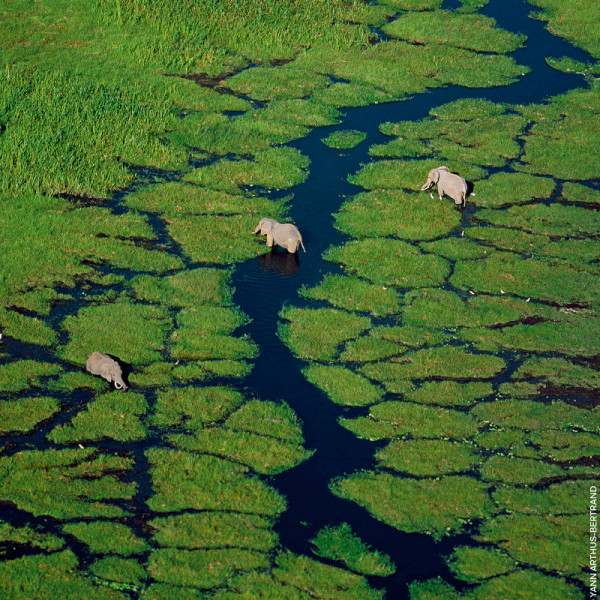 aqua-allegoria-rosa-verde aqua-allegoria-rosa-verde